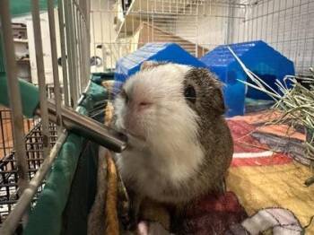 Rescue Guinea Pig Guinea Pigs for Adoption in Annapolis, Maryland - Schmidt (w/ Winston) | PetCurious